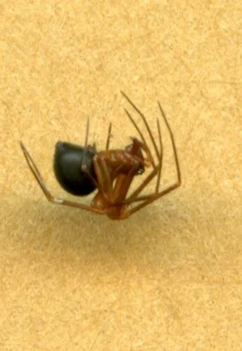 Three-spined Shield Sheetweaver