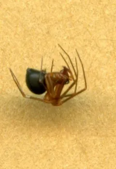 Three-spined Shield Sheetweaver thumbnail 1
