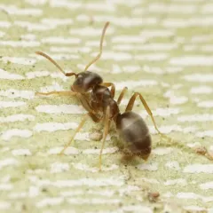 Woodland Fuzzy Ant thumbnail 4