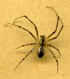 Pityohyphantes tacoma thumbnail 3