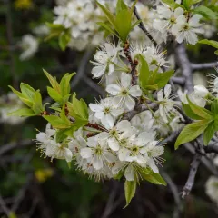 American plum thumbnail 4