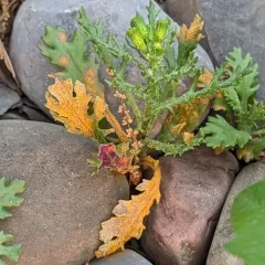 Groundsel crown rust thumbnail 3