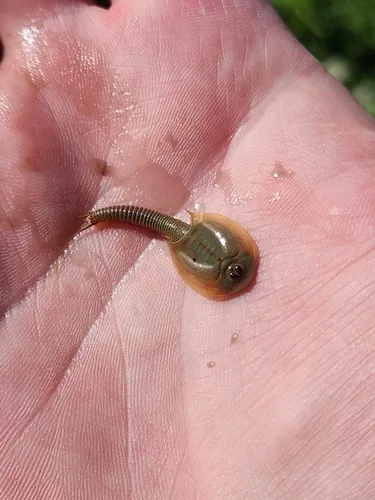 Longtail Tadpole Shrimp