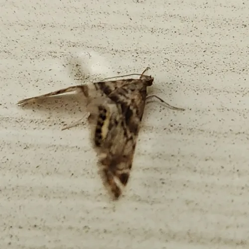 Feather-edged Petrophila