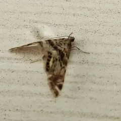 Feather-edged Petrophila thumbnail 1