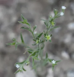 Flatspine Stickseed thumbnail 2