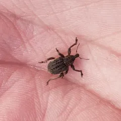 Clover Leaf Weevil thumbnail 4