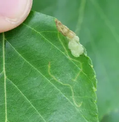 Blackthorn Blister Moth thumbnail 4