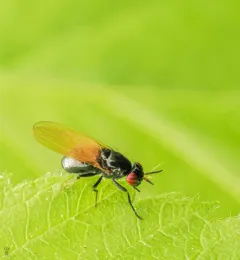 Lauxania shewelli thumbnail 4