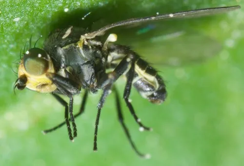 Phytomyza krygeri