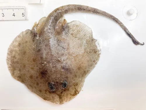 Round Skate