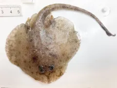Round Skate thumbnail 1