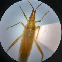 Stenodema vicinum thumbnail 2