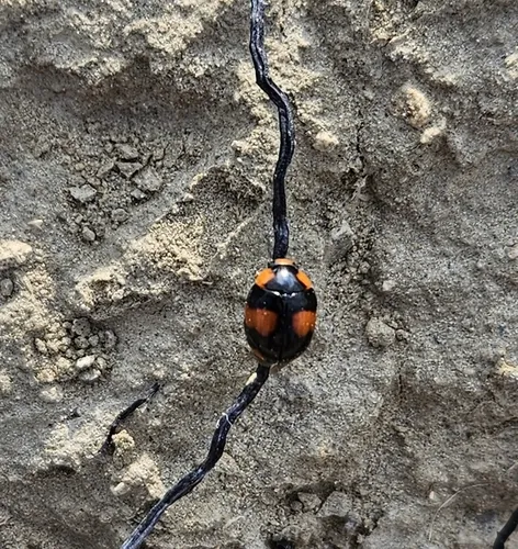 T-marked Spurleg