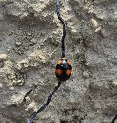 T-marked Spurleg thumbnail 1