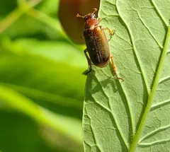 Lined Chafer thumbnail 3