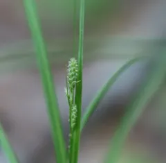 Swan's sedge thumbnail 2