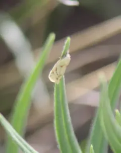 Phtheochroa aureoalbida thumbnail 2