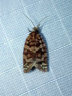 Jack Pine Tube Moth thumbnail 1