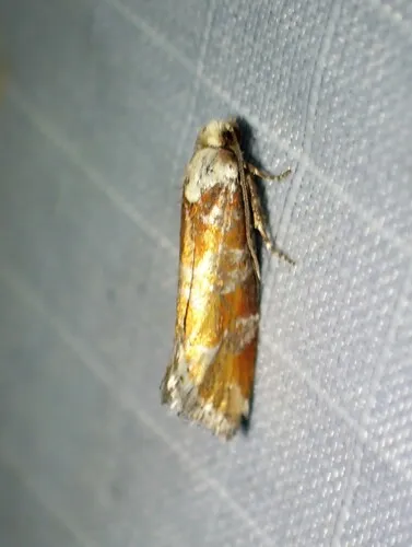 White-Pine Shoot Borer Moth