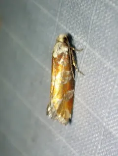 White-Pine Shoot Borer Moth thumbnail 1