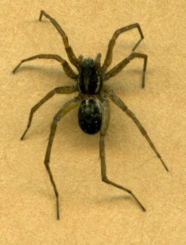 Pardosa ramulosa
