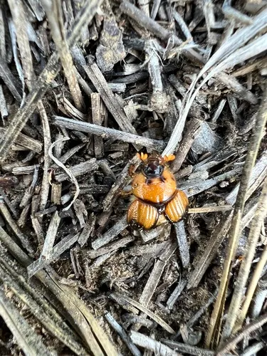 Bolbocerosoma pusillum