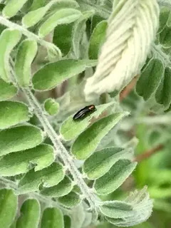 Agrilus parvus thumbnail 1