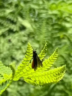 Sphacophilus cellularis thumbnail 1