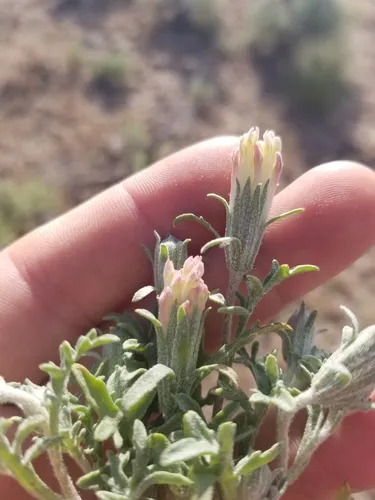 Mojave pincushion