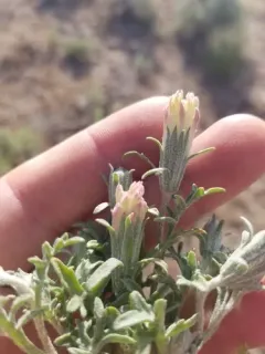 Mojave pincushion thumbnail 1