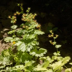 Oregon Bolandra thumbnail 2