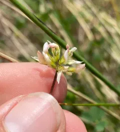 Brewer's Clover thumbnail 2