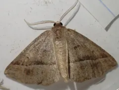 Warner's Metarranthis Moth thumbnail 1
