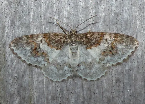 Light Carpet Moth