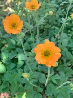 Scarlet Avens thumbnail 2