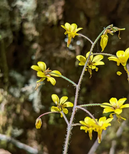 Siskiyou inside-out-flower