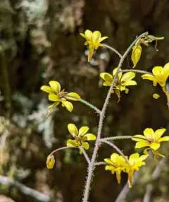 Siskiyou inside-out-flower thumbnail 1