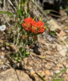 Short-lobed Paintbrush thumbnail 1