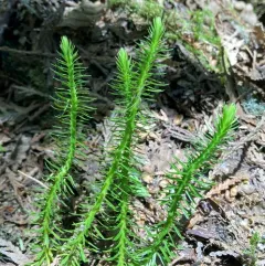 Pacific clubmoss thumbnail 4