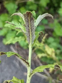 thistle rust thumbnail 3