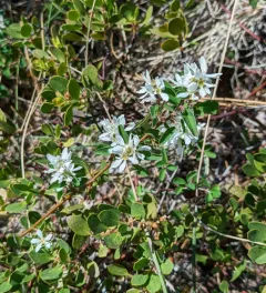 Utah Serviceberry thumbnail 1