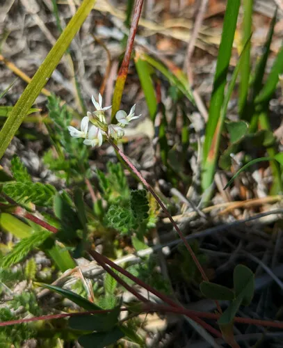 Brewer's Clover