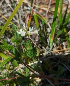 Brewer's Clover thumbnail 1