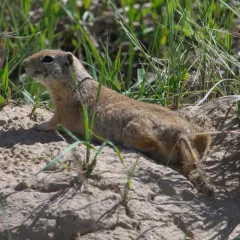 Wyoming Ground Squirrel thumbnail 3