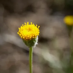 bloomer's fleabane thumbnail 3
