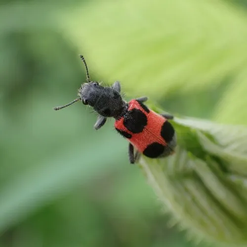 Enoclerus eximius