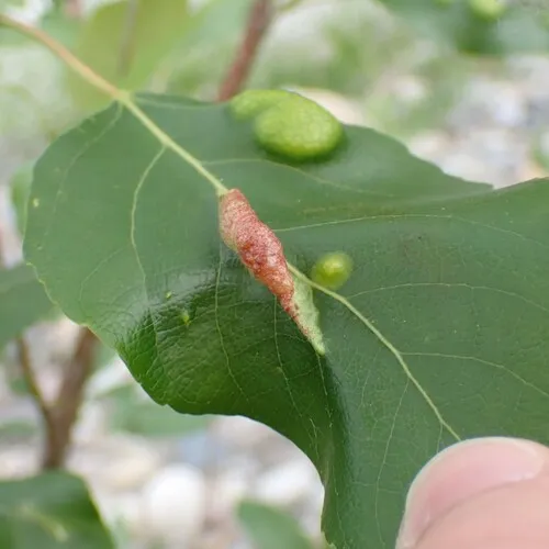 Bead-like Cottonwood Gall aphid