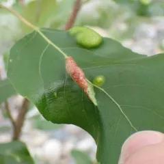 Bead-like Cottonwood Gall aphid thumbnail 1