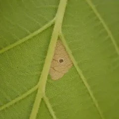 Cigar Casebearer Moth thumbnail 2